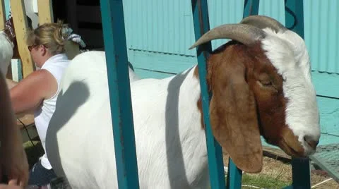Grooming a goat 스톡 동영상 10605310