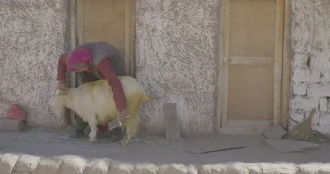 Grooming A Goat 스톡 동영상 137226730