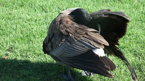 Grooming goose Stock Footage 3420818