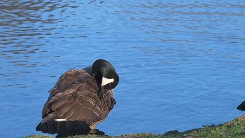 Grooming Goose Stock Footage 126362132