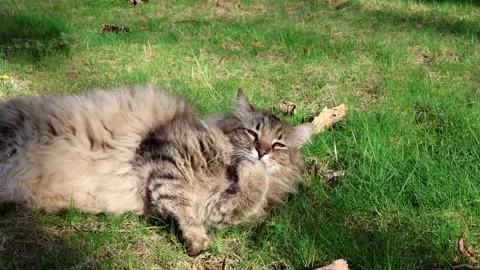 Grooming Grace: A Fluffy Cat's Self-Care Ritual Stock Footage 272475448