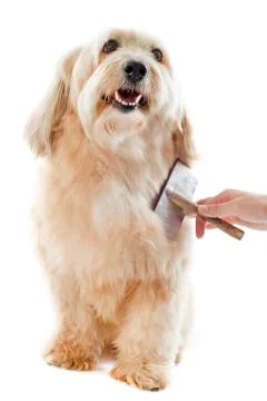 Grooming griffon Stock Photos
