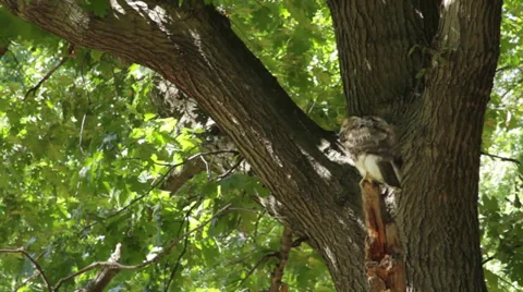 Grooming Hawk Stock Footage 35114021