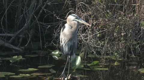 Grooming heron Video stock 6531250