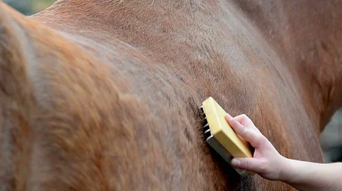 Grooming for a horse Stock Footage 50518079