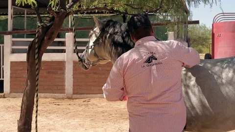 Grooming a Horse Stock Footage 81727069