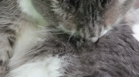 Grooming Kitty Stock Footage 11318177