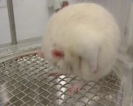 Grooming laboratory rat with an implanted cannula in its head Stock Footage 53894828