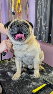 A grooming master combs a beige pug dog Stock Photos