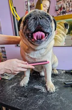 A grooming master combs a beige pug dog Stock Photos
