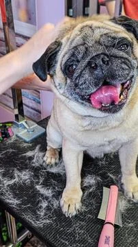 A grooming master combs a beige pug dog Stock Photos