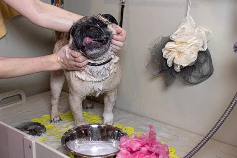 Grooming master washes a small beige pug Stock Photos