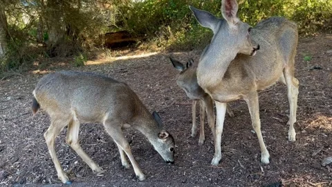 Grooming mule deer Stock Footage 252231848