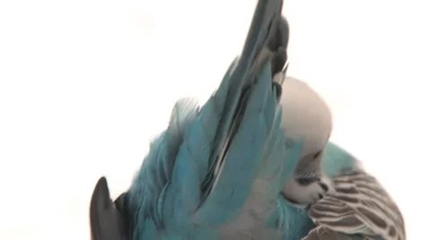 Grooming parakeet Video stock 8511980