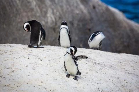 Grooming Penguins Stock Photos