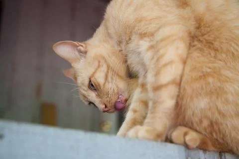 Grooming Stock-Fotos