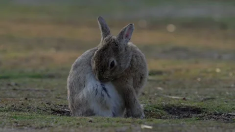 Grooming Rabbit on Okunoshima Stockbeeldmateriaal 332774310