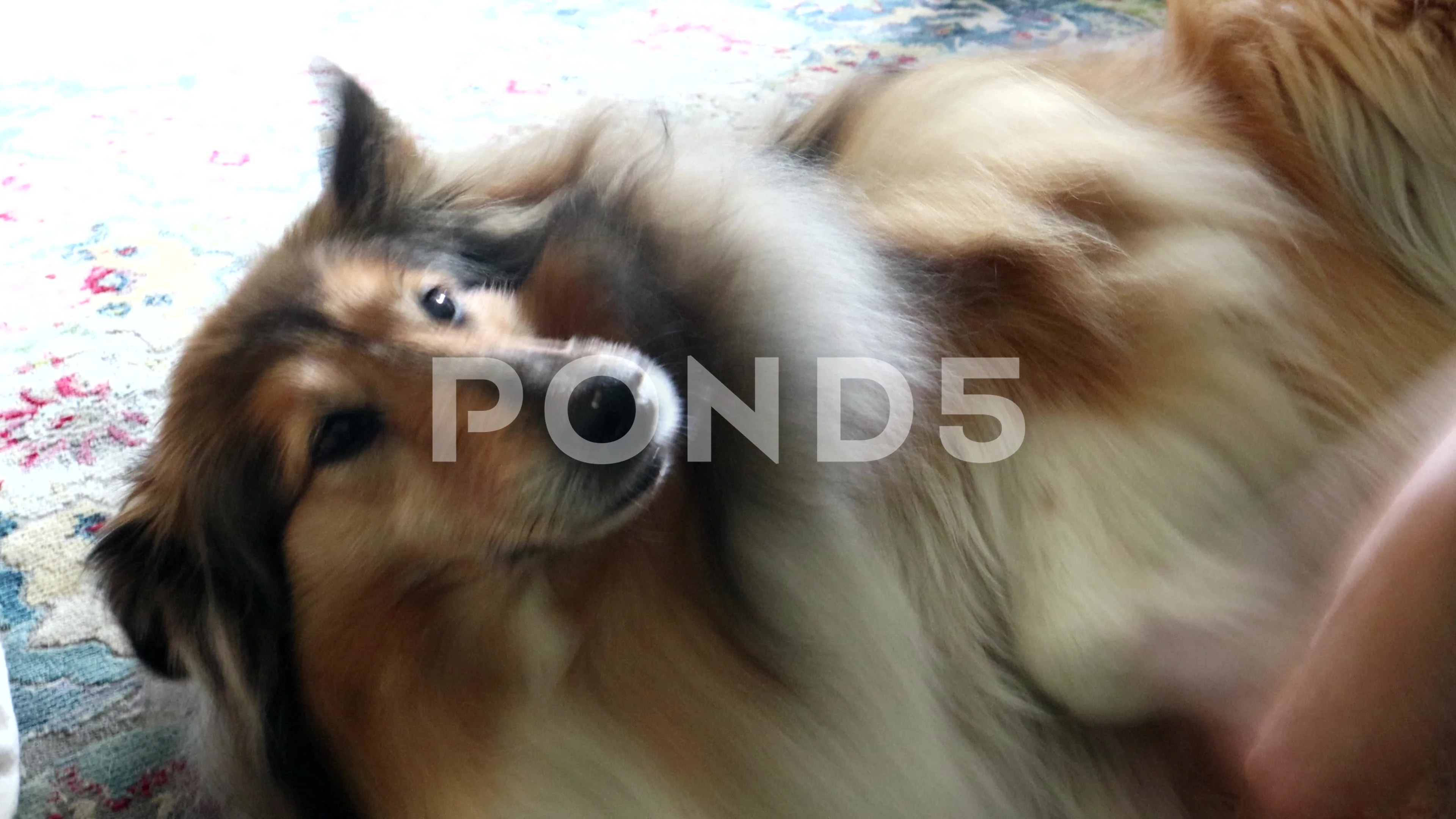 How To Groom A Collie Rough