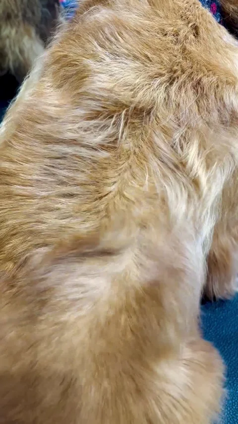 Grooming salon. process of blow-drying spaniel after bathing. pet hygiene Stock Footage 309869968