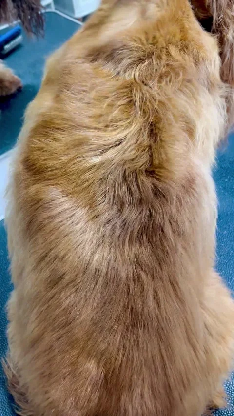 Grooming salon. process of blow-drying spaniel after bathing Stock Footage 309869980