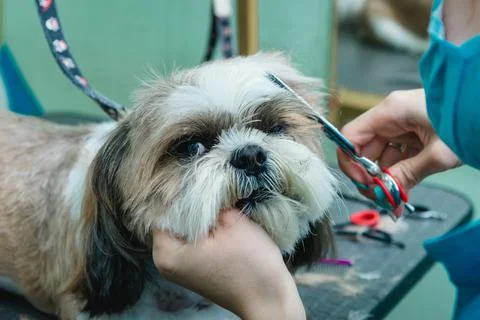 Grooming the Shih Tzu dog Stock Photos