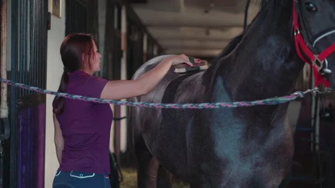 Grooming a stallion in the stable Stock Footage 143859674