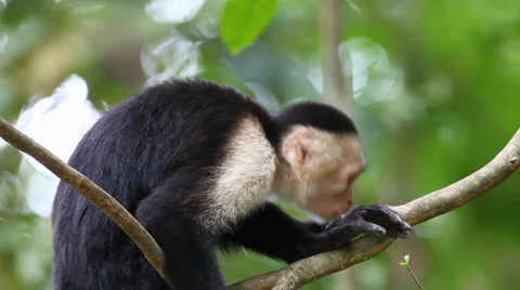 A grooming Wild White-faced Capuchin (Cebus capucinus) monkey Stock Footage 34991694