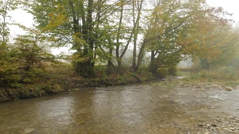 Groove in Forest Trees Along the Stream Foggy Day Time is Like Water Life 動画素材 71632388