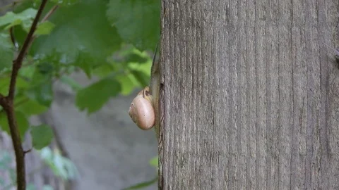 Groove snail Stock Footage 109515391