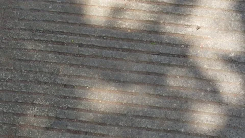 Grooved concrete pavement texture with soft tree shadows and sunlight. Vidéo 335775496