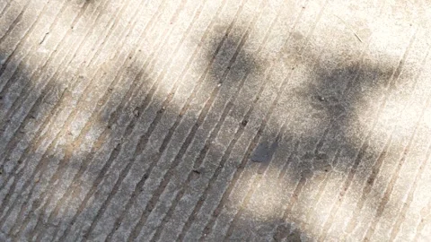 Grooved concrete pavement texture with soft tree shadows and sunlight. Stock Footage 335776006