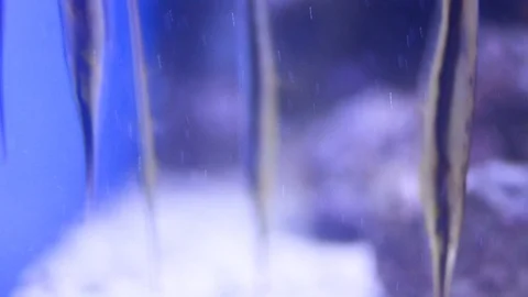 Grooved razorfish closeup Stock Footage 94405736