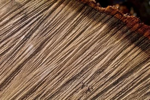 Grooves in an oak section with shadows Stock Photos