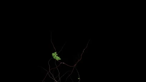 Groowing Ivy Transition Stock Footage 88432607