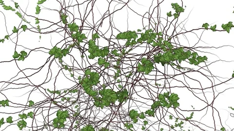 Groowing Ivy Transition Video stock 90846048