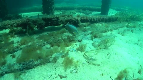 Groper digging, looking for molluscs Stock Footage 139699372