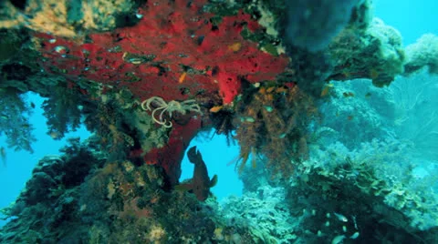 Groper fish swims under table coral Stock Footage 22705878