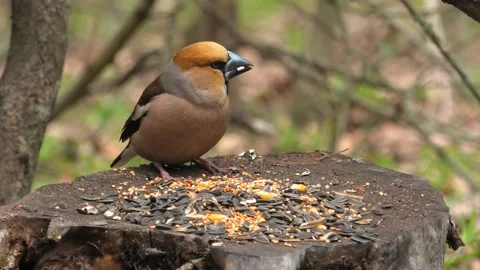 Grosbeak Stock Footage 170047147