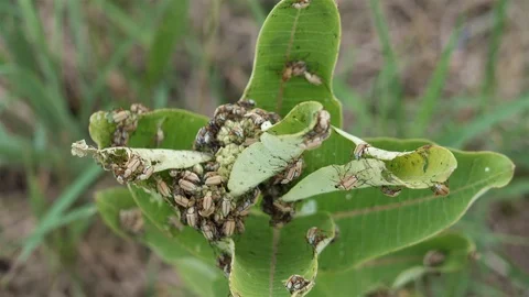 Gross bugs crawling all over a plant. Video stock 123445403