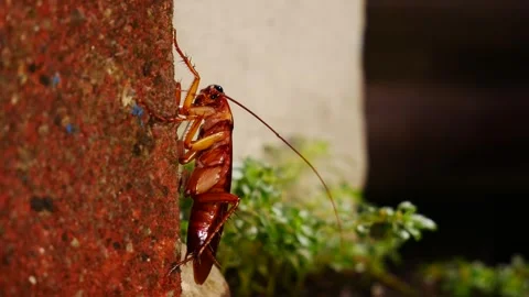 GROSS cockroach from the side moving its mandibles and antennae. Closeup. Stock Footage 263410200