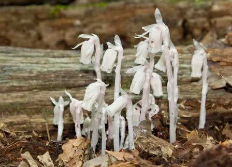 Gross flowers Stock Photos