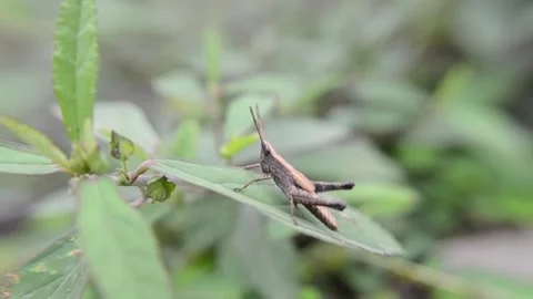 Grosshopper Activity Stock Footage 140495123