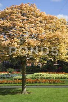 Grosvenor park, chester, cheshire, england Stock Photos