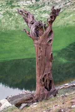 Grotesque shapes of an old tree trunk mineralized by the years spent under .. Stock Photos