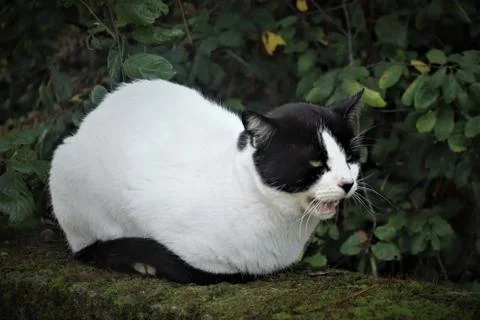 Grouchy cat Stock Photos