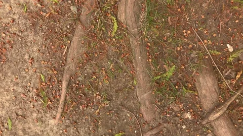 Ground 4K footage Stock Footage 82347551