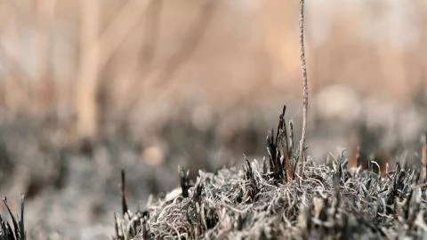 Ground after burning forests. Stock-Fotos