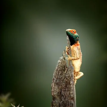 Ground agama sunbathing Stock Photos