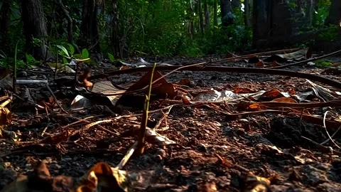 Ground and ground Stock Footage 244475435