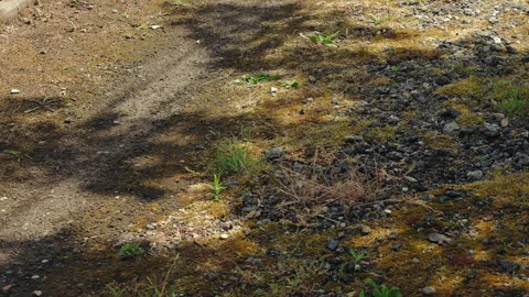 Ground and moss natural texture background. Tree branches cast shadows Stock Footage 277532192